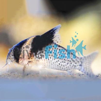 Brevirostris Orinoco Corydoras 4cm