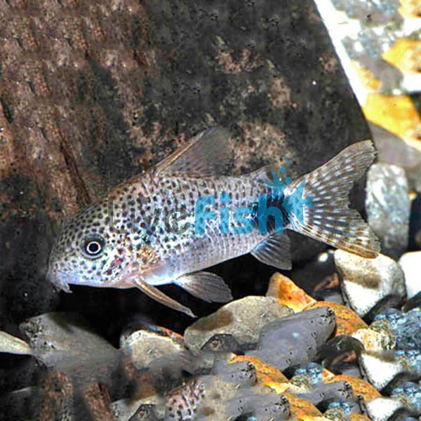 Caudimaculatus Corydoras 3cm