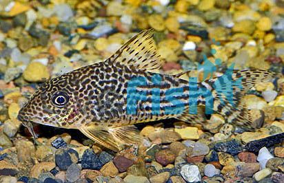 Haraldshultzi Corydoras 4cm
