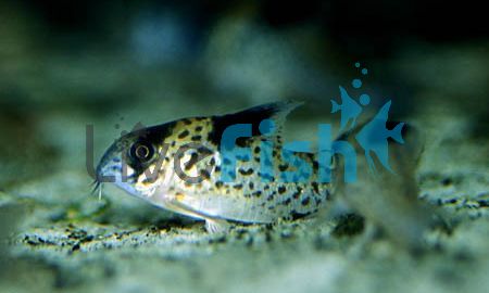 Leucomelas Corydoras 3.5cm