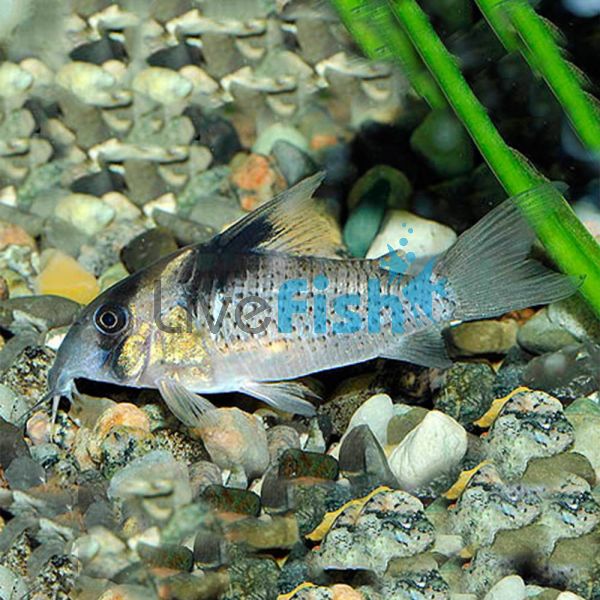 Melanistius Corydoras 4cm