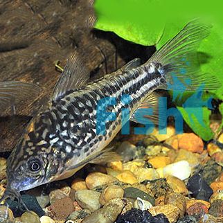 Napoensis Corydoras 3cm