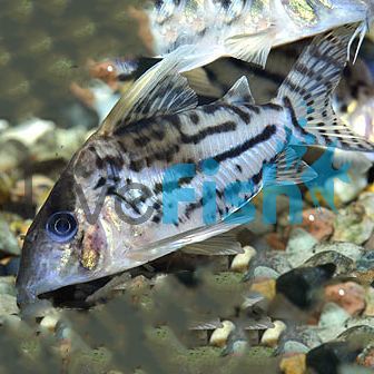 Corydoras Pulcher Labera 5cm