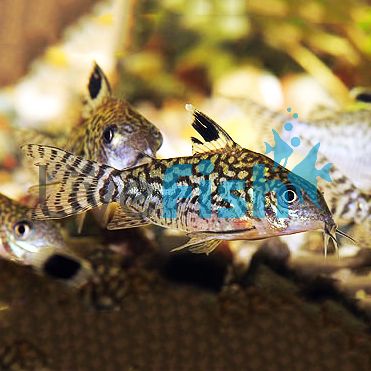 Corydoras Reticulatus 4cm