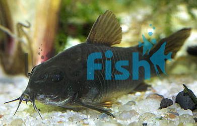Black Venezuela Corydoras 3cm