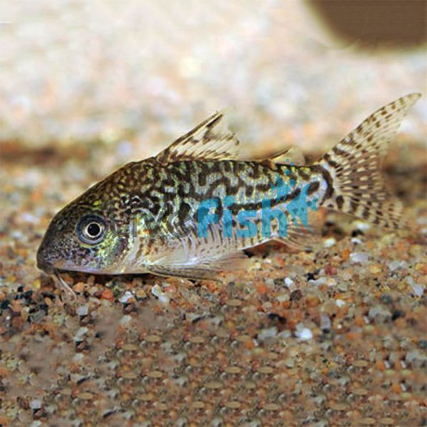 Sodalis Corydoras 3.5cm
