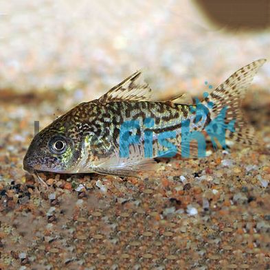 Sodalis Corydoras 4cm