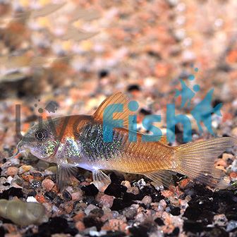 Orange Venezuela Corydoras 3cm