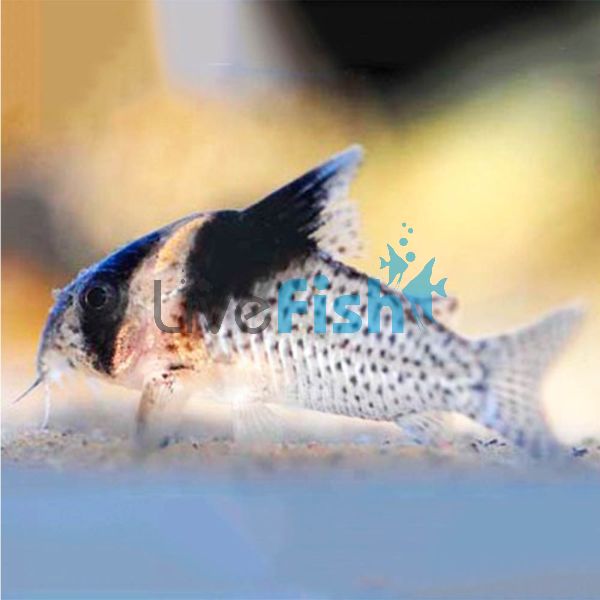 Wotroi Corydoras 4cm