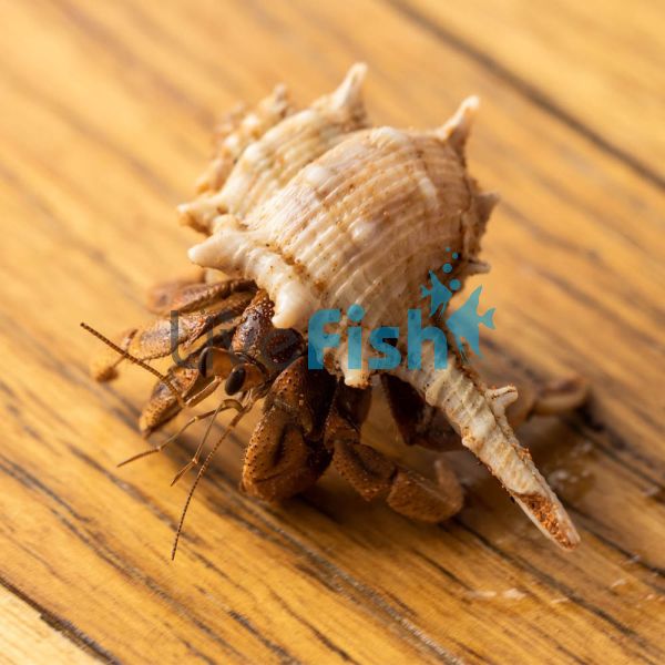 Crab Land Hermit - Trop XL