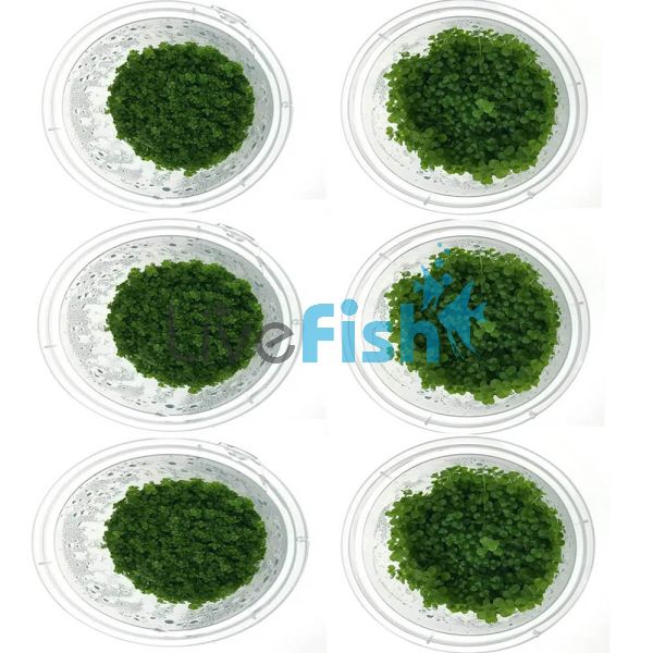 Aquascaping Ground Cover Pack - TC
