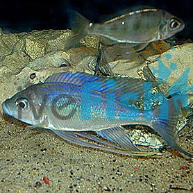 Cyathopharynx Furcifer Ndole Bay 5cm