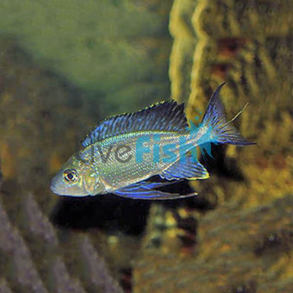 Cyathopharynx Furcifer Resha 5cm