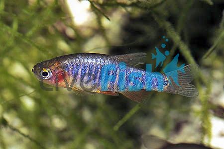 Emerald Dwarf Rasbora 2cm