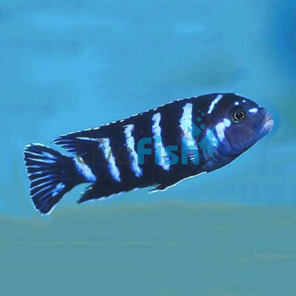 Demasoni 4cm