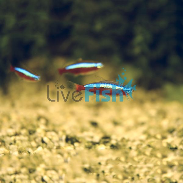 Cardinal Tetra 2cm