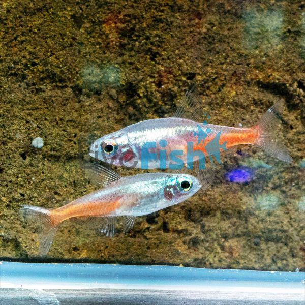 Diamond Neon Tetra 3cm