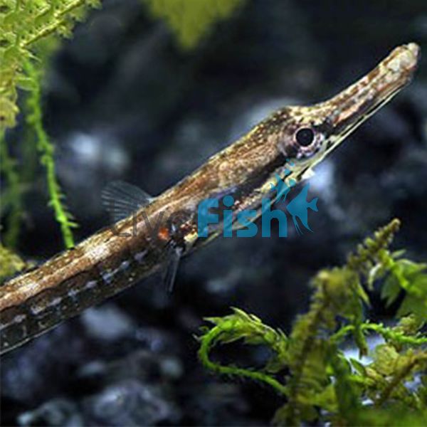 Freshwater Pipe Fish 10cm 