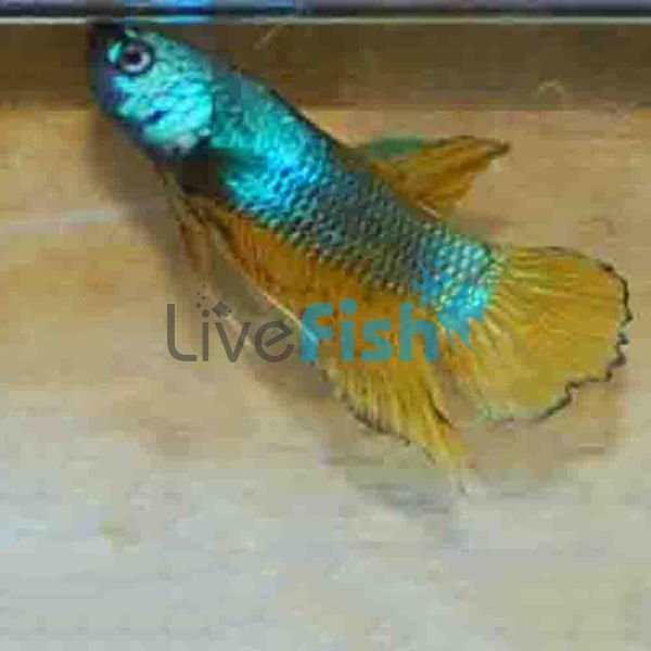 Dragon Male Fighter 5cm