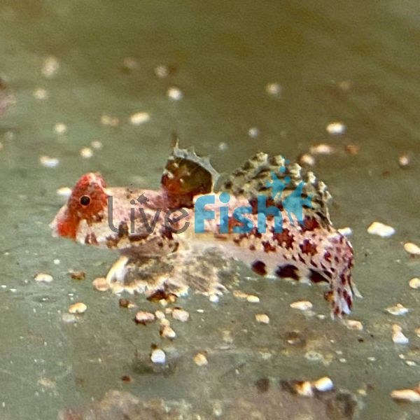 Marbled Dragonet - Medium