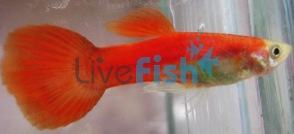 Male Red Guppy 3.5cm