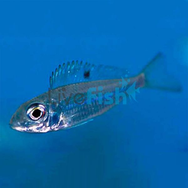 Ectodus Descampsii 4cm 