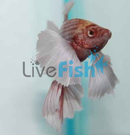 Male Elephant Ear Betta 5cm