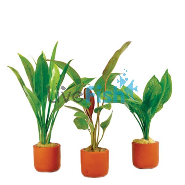 5x Assorted Echinodorus Swords - Emerse