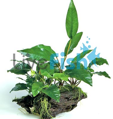 Mini Garden on X-Large driftwood
