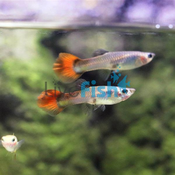 Female Chilli Red Guppy 3.5cm