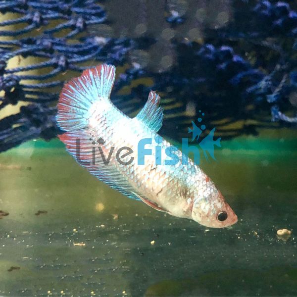 Female Giant Shortfin Halfmoon 5cm