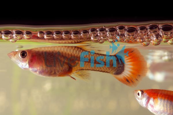 Female Redtail Guppy 3.5cm