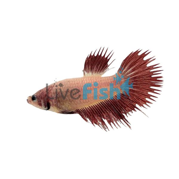 Female Crowntail Fighter 4cm