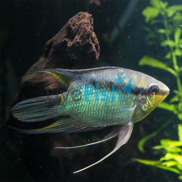 Festivum Cichlid - Peru 5cm 