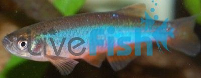 Neon Danio 3.5cm