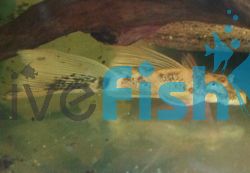 L/F Marble Bristlenose Catfish 3cm