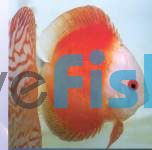 Red Melon Discus 5cm