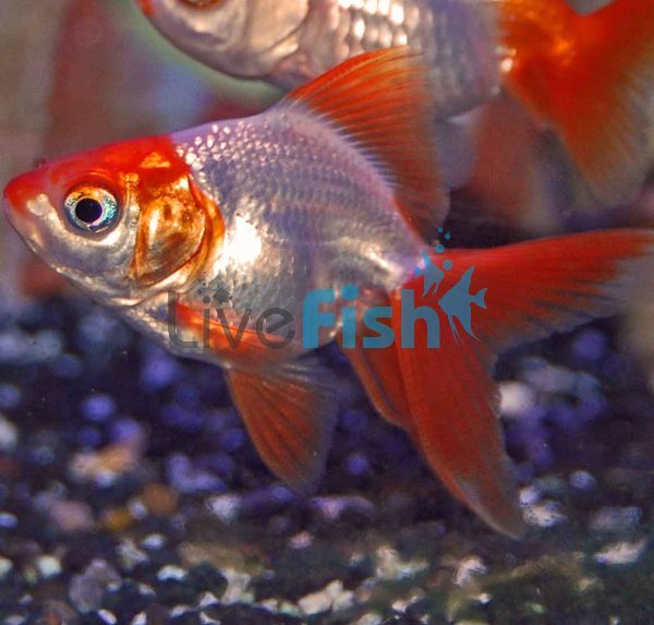 Red & White Ryukin 9cm