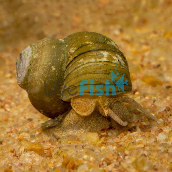 Fitzroy River Snail MED