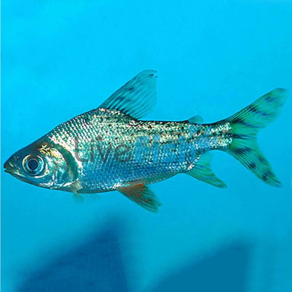 Flagtail Prochilodus Red Finned 15cm