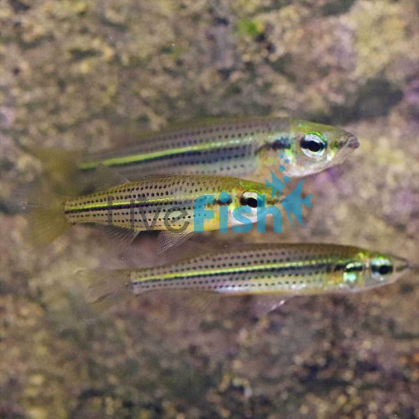 10x Flyspeck Hardyhead 5cm