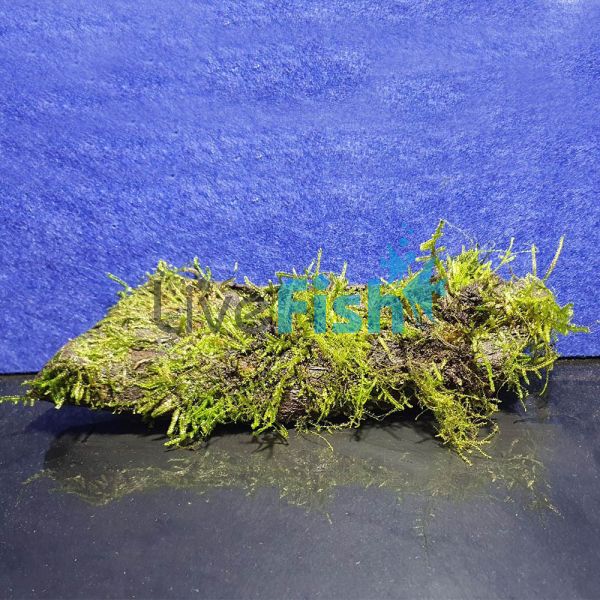 Fontinalis on Medium Driftwood 