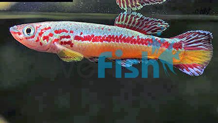 Aphyosemeion Amieti 4cm