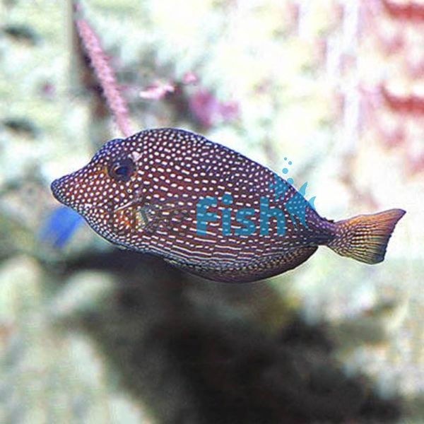 Gem Tang MED