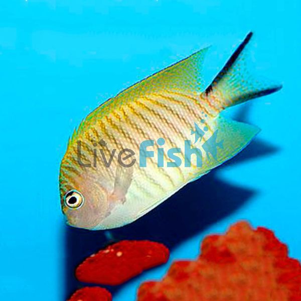 Female Black Spot Angelfish - Medium