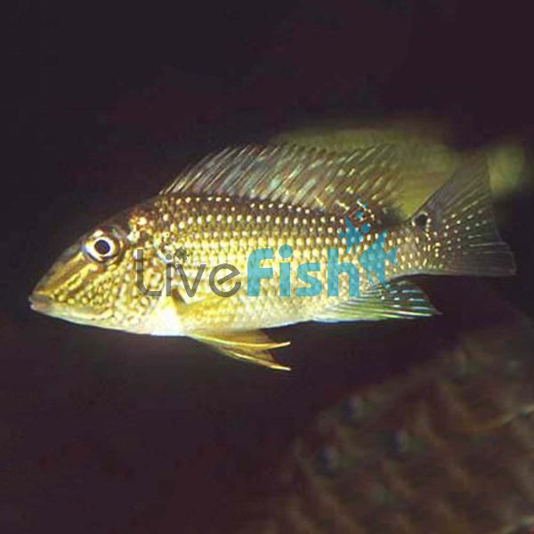 Geophagus Green Horseface 12cm