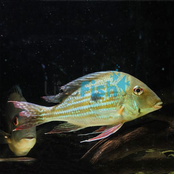 Geophagus Winemilleri 7cm