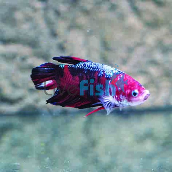Male Giant Koi Plakat Halfmoon 5cm