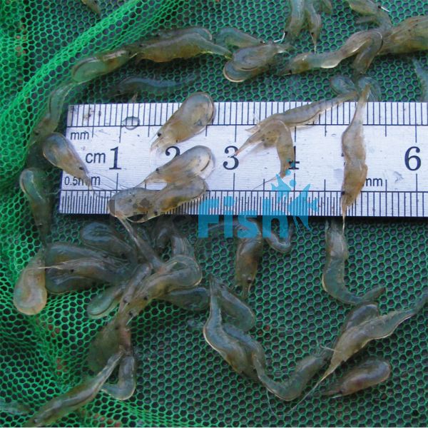 100x Glass Shrimp - Algae Eater