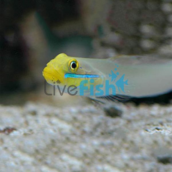 Gold Head Sleeper Goby MED